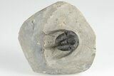 Spiny Cyphaspis Trilobite - Ofaten, Morocco #203016-4